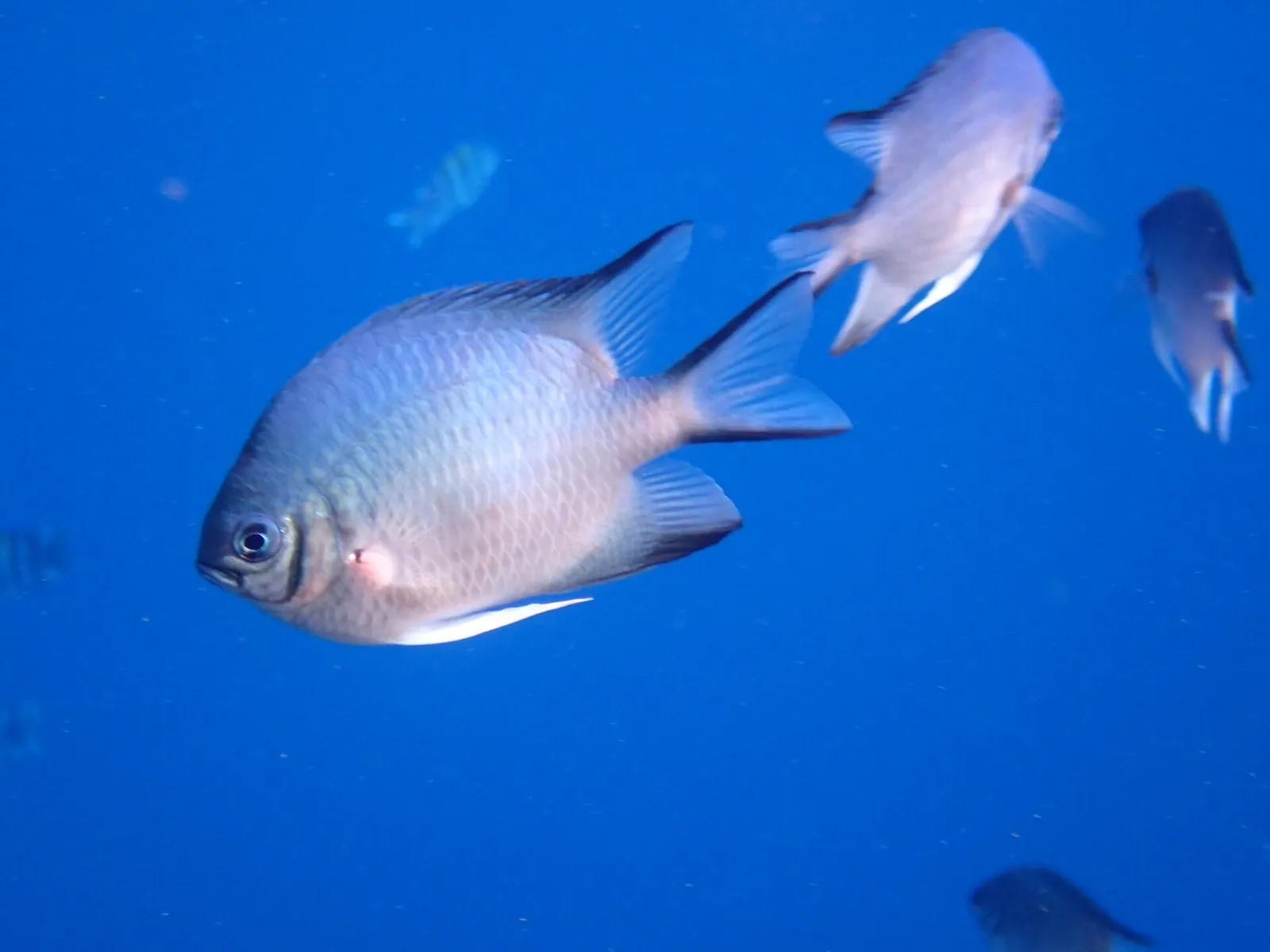 stock free/dahab/dahab 012 green damselfish dahab south sinai governorat — أرخص وقت لزيارة مصر للخليجيين: المواسم والعرو