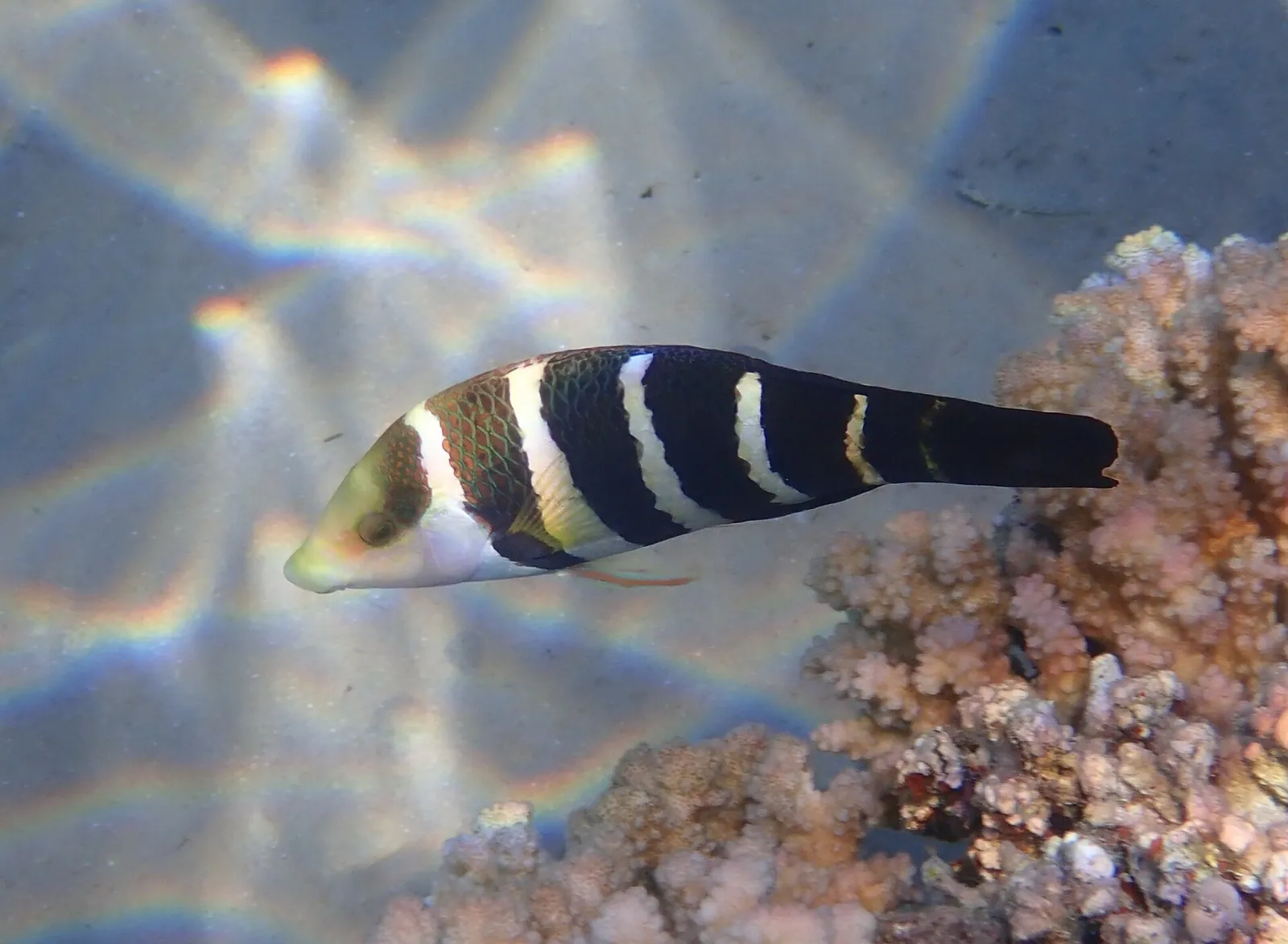 stock free/hurghada/hurghada 035 red sea thicklip wrasse fort arabesque hurgha - Cairo Nile Dinner Cruise: Prices &