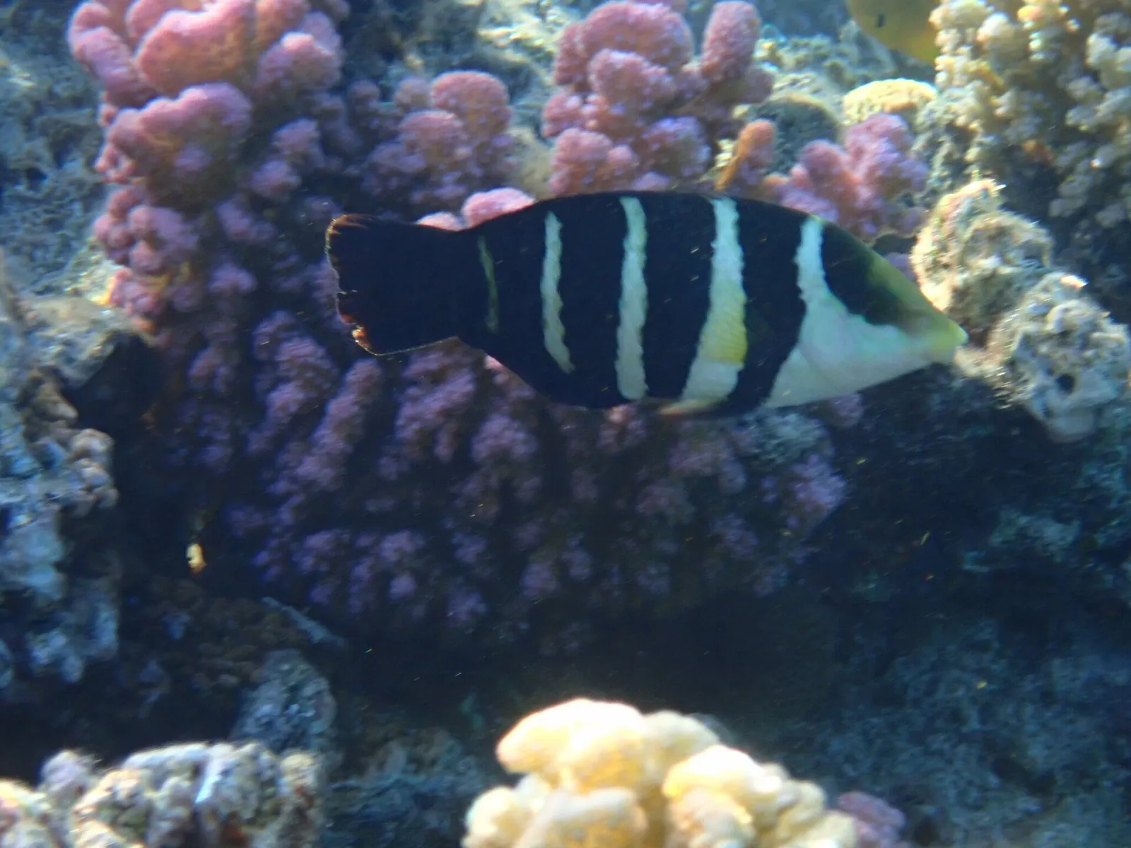 stock free/hurghada/hurghada 037 red sea thicklip wrasse fort arabesque hurgha - Hurghada über Weihnachten 2026: Was Sie