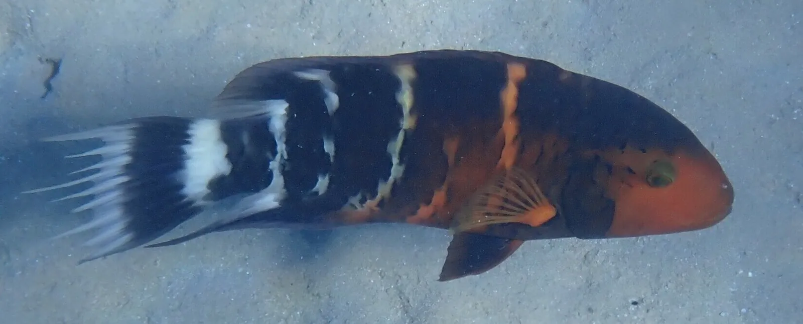 stock free/hurghada/hurghada 038 red sea redbreasted wrasse fort arabesque hur - Private vs Group Egypt Tours: Cost Comp
