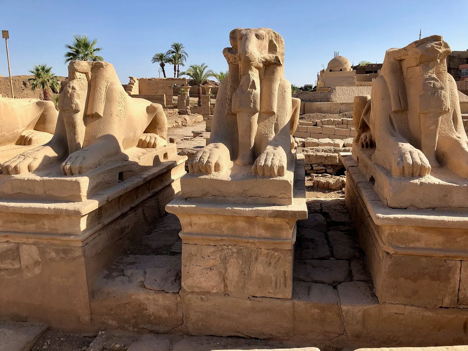 stock free/luxor/luxor 161 alle e des sphinx karnak temple luxor lg egy - Sharm el-Sheikh Camel Ride & Bedouin Dinn