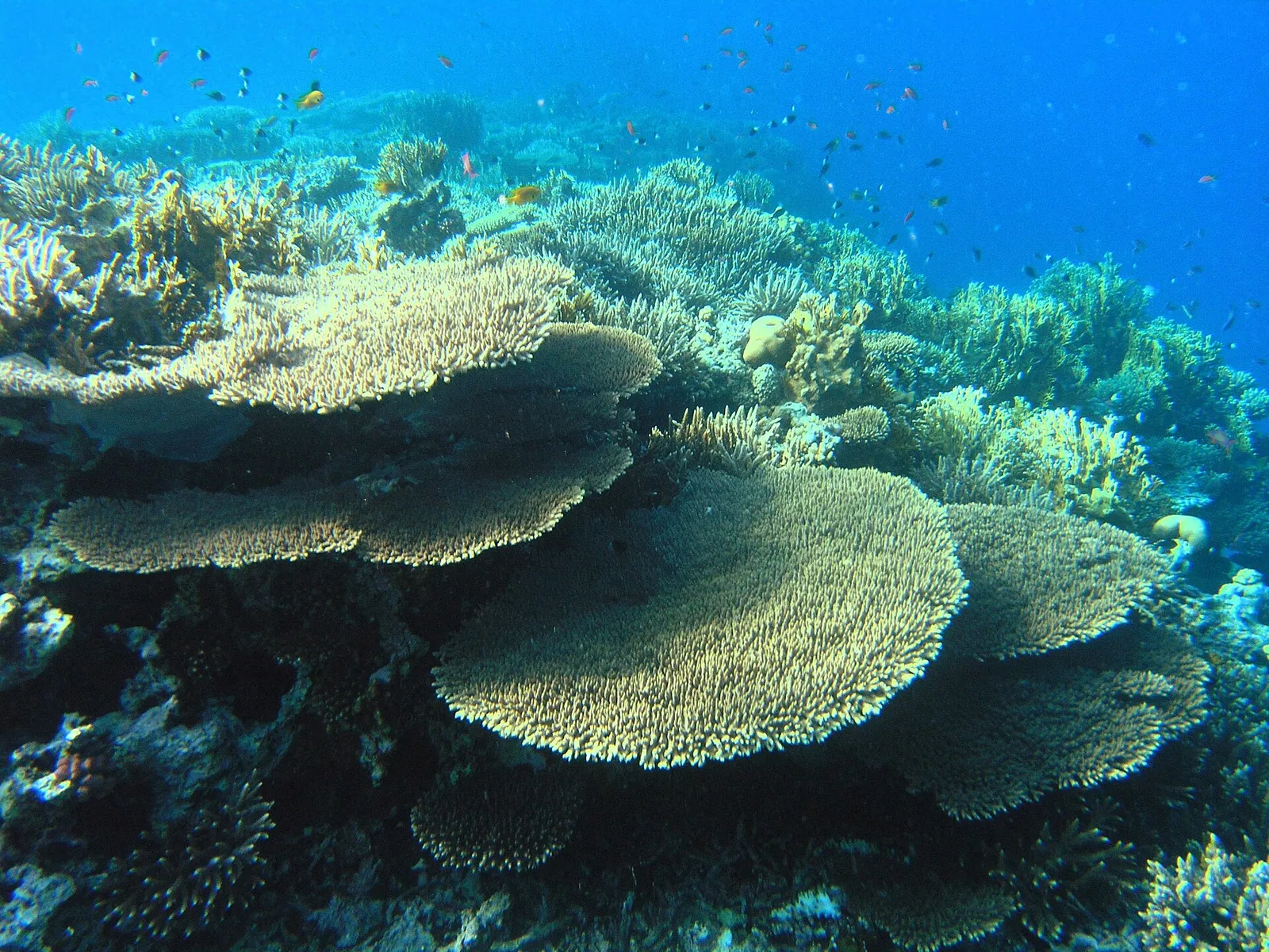 stock free/marsa alam/marsa alam 001 coral reef in the red sea - Best Egypt Tour Companies for First-Timers 2026: What t