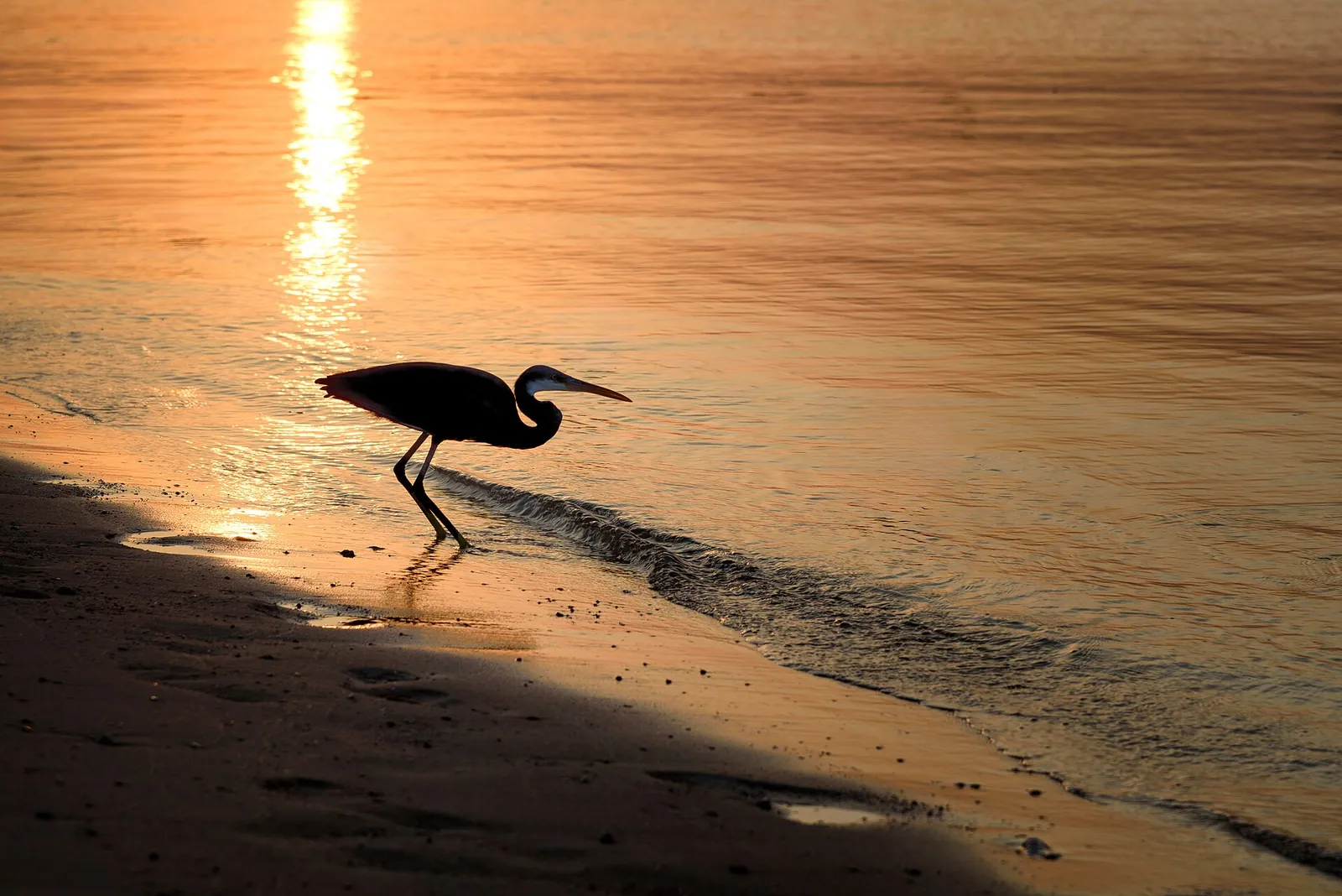 stock free/red sea/red sea 005 western reef egret 53227773878 - New Year’s Eve Cairo 2026: Where to Go & Tour