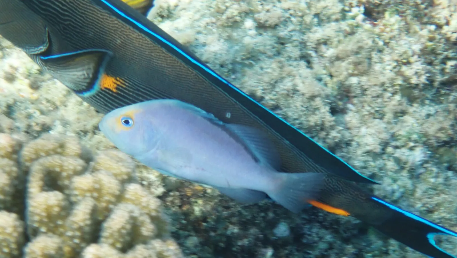 stock free/red sea/red sea 009 red sea soapfish marsa shagra marsa alam red - Egypt in December & January 2026: Bes