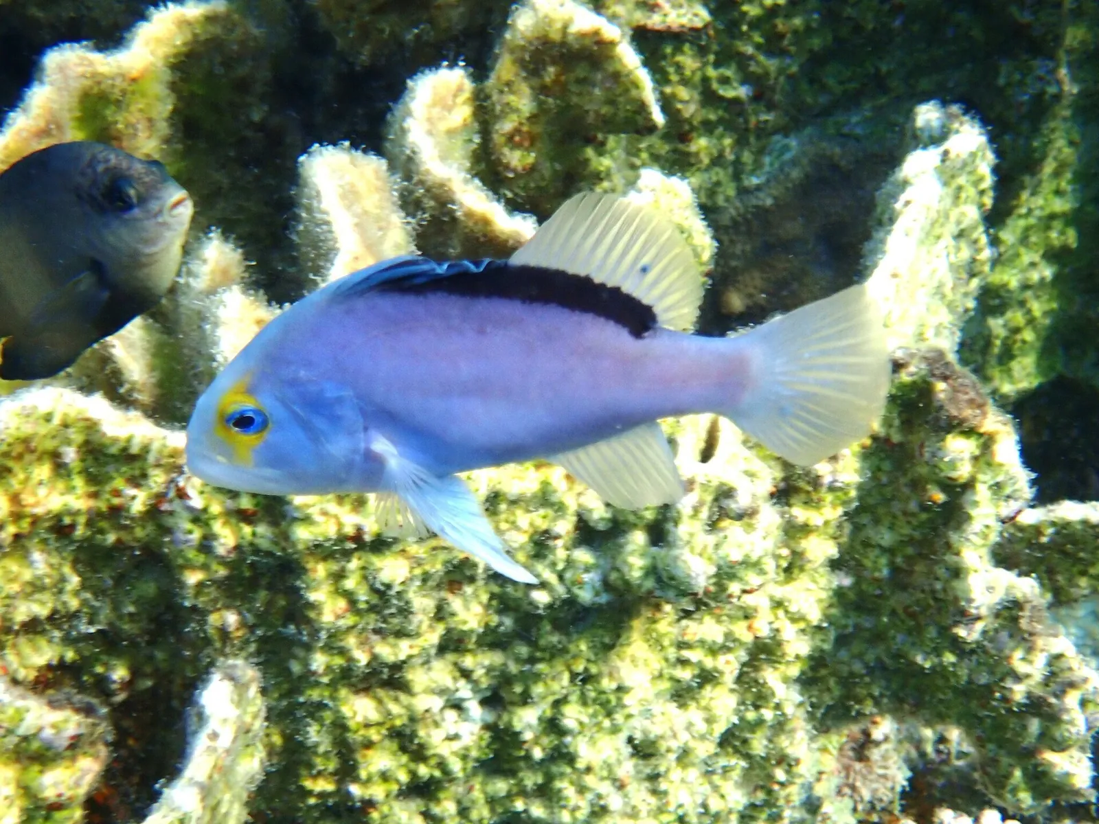 stock free/red sea/red sea 010 red sea soapfish marsa shagra marsa alam red - Is December a Good Time to Visit Egypt? Pr