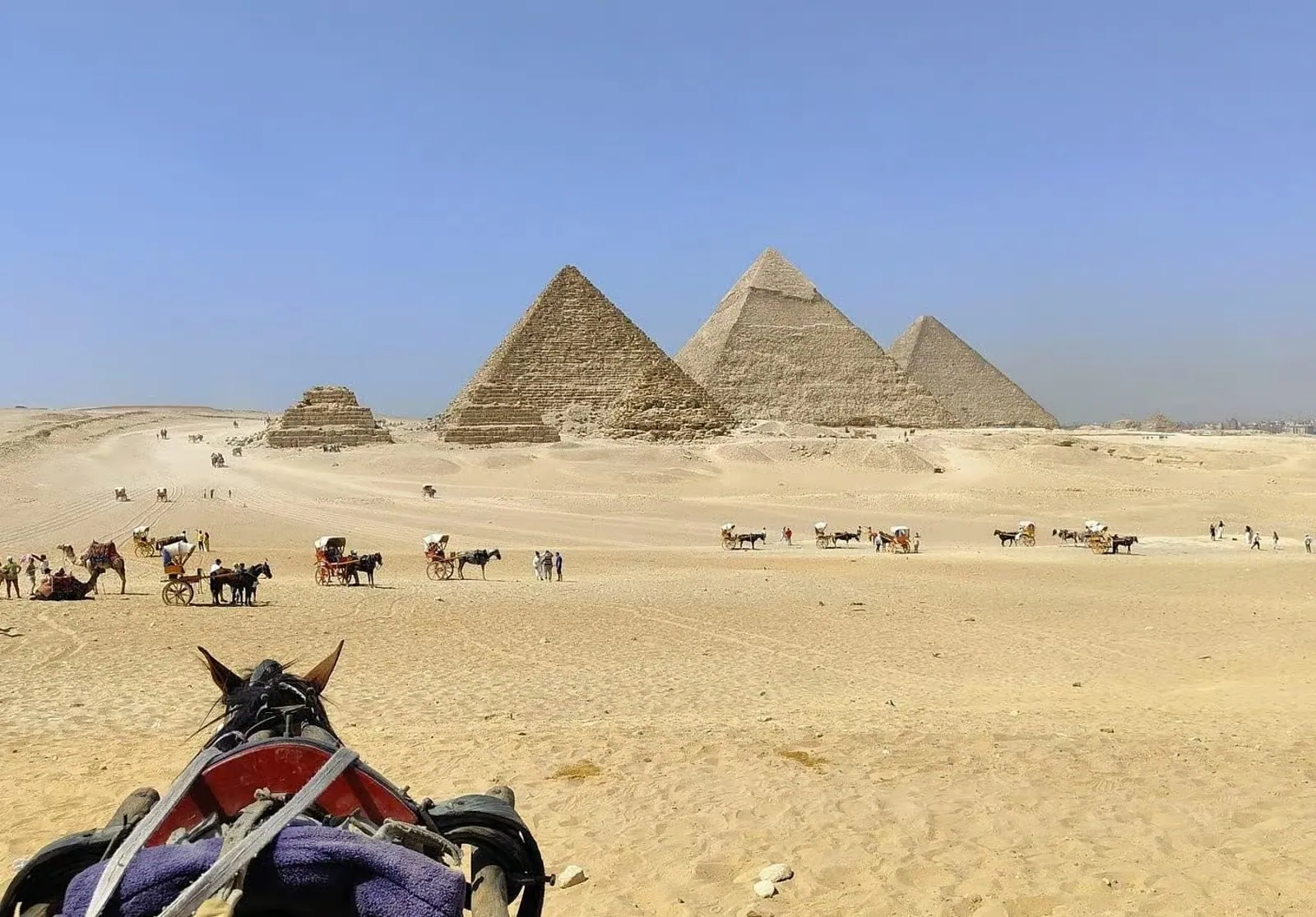The pyramids of Giza with camels