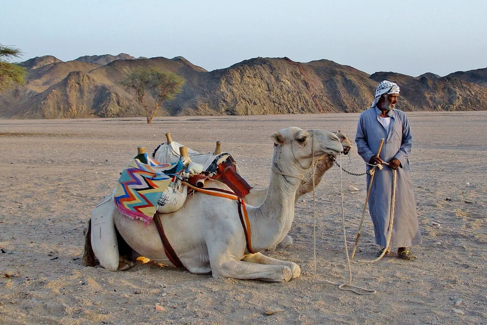 A Bedouin guide with a resting camel in the Sinai desert