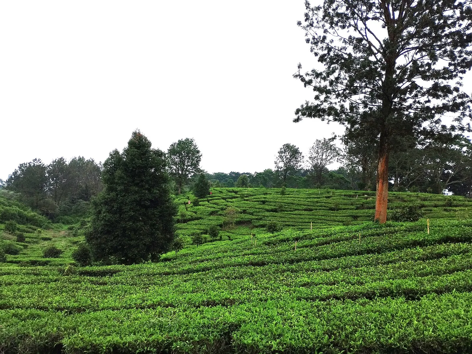 The tea hills of Puncak
