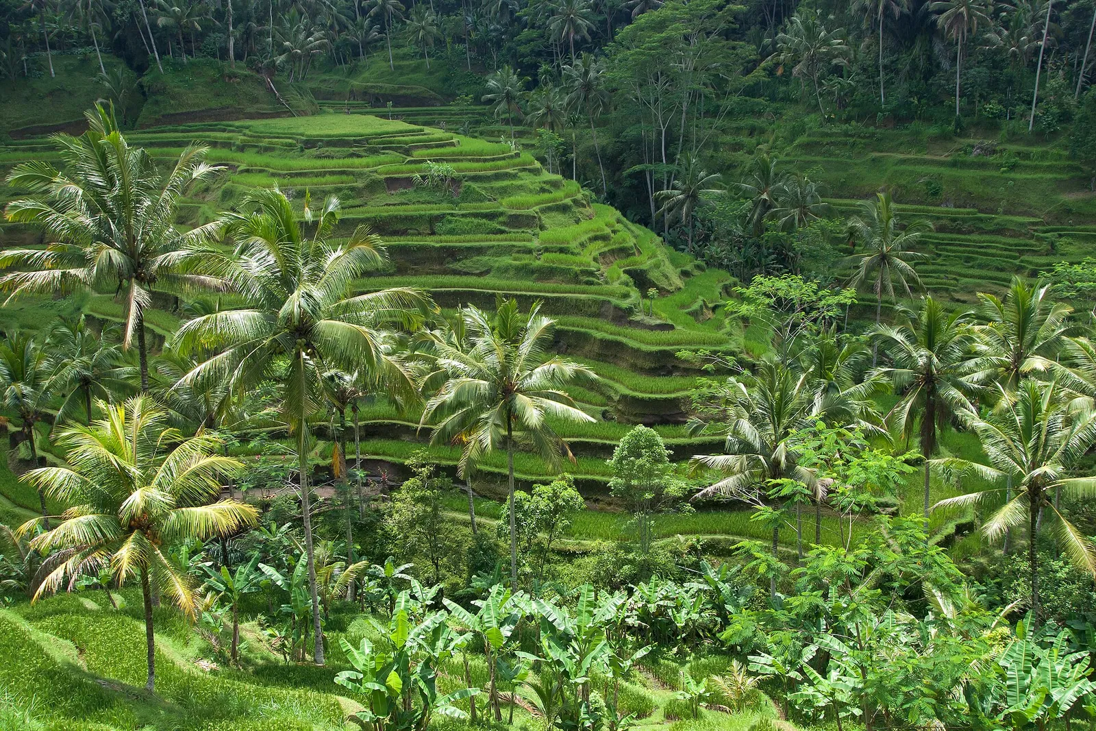 Tegallalang rice terraces