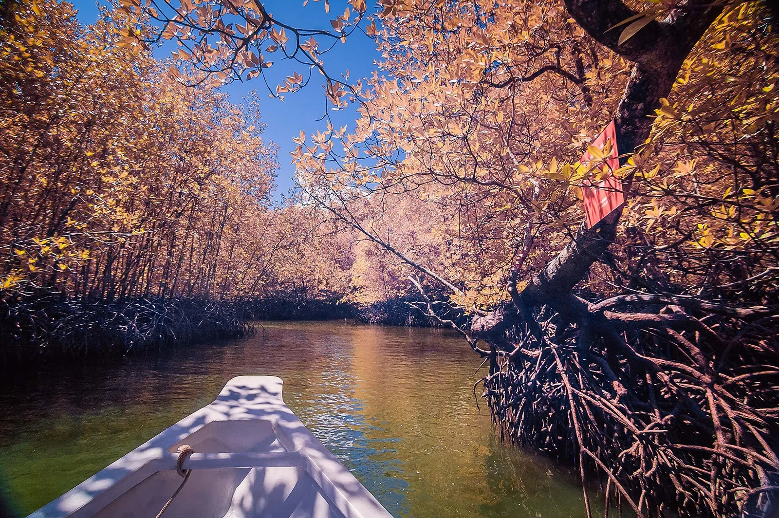 Langkawi mangroves