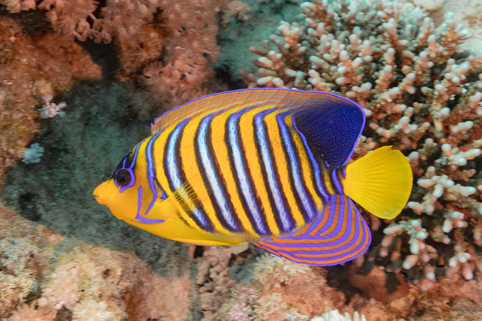 A regal angelfish on the coral reef at Ras Mohammed